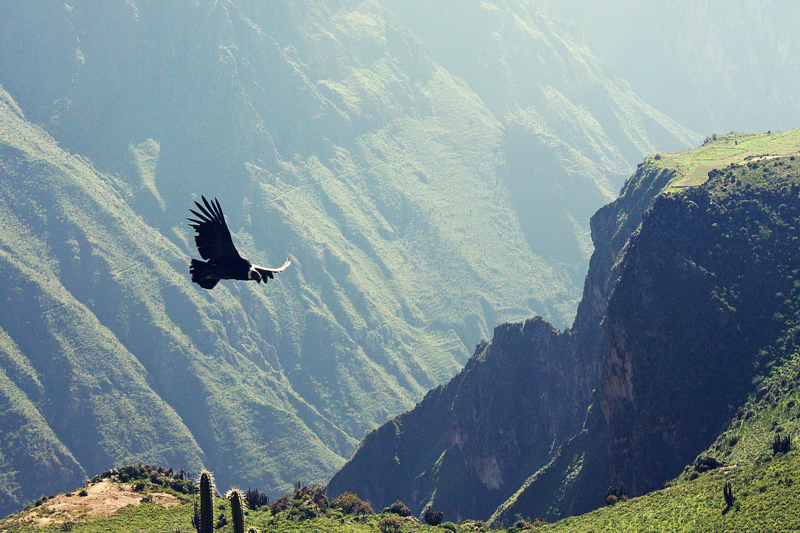 Sin nombre Cañón del Colca