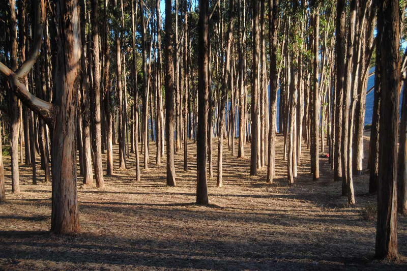 Bosque de Qenqo