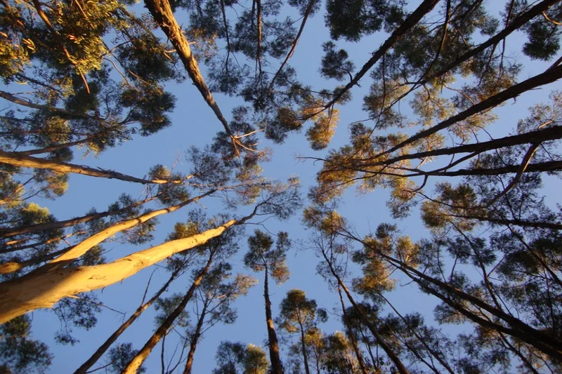 Bosque de Qenqo