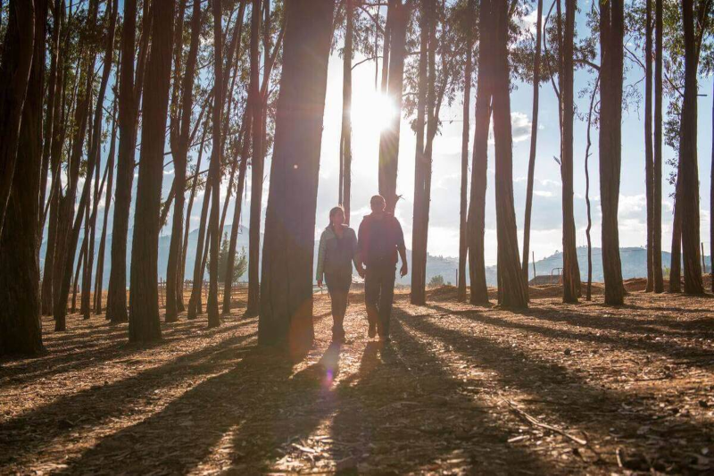 Bosque de Qenqo